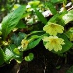 Primula vulgarisBlomma