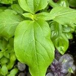 Helianthus annuusLeaf