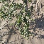 Avicennia marina Облик