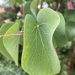 Cercis griffithii Blad