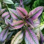 Strobilanthes auriculata 葉