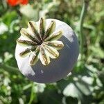 Papaver somniferum Fruit