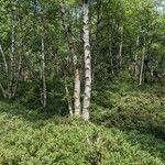 Betula pubescens Casca