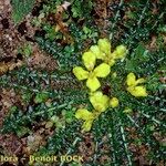 Morisia monanthos 形態