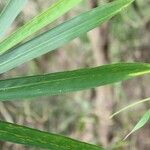 Bambusa vulgaris 叶