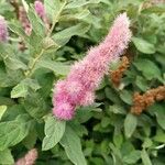 Spiraea douglasii Flors