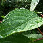 Cornus macrophylla Leaf