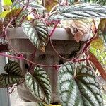 Cissus javana Folha
