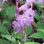 Strobilanthes attenuata Kukka