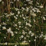 Symphyotrichum pilosum 形態