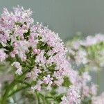 Valeriana officinalisFlower