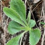 Primula marginata पत्ता