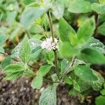 Mentha arvensis Blatt