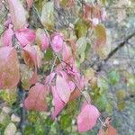 Euonymus verrucosus Leaf