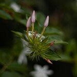 Jasminum elongatum