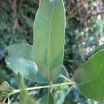 Tambourissa parvifolia Leaf