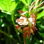 Indigofera spicata Квітка