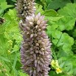 Agastache foeniculum Blodyn