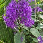 Plectranthus ecklonii 花