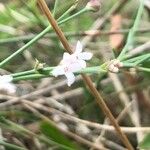Asperula aristata Floare