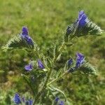 Echium vulgareFlower