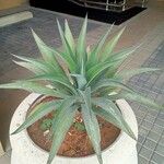 Agave demeesteriana Blatt