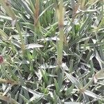 Dianthus subacaulis Blatt