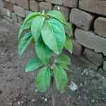 Mansoa alliacea Leaf