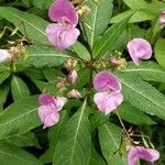 Impatiens glanduliferaBlüte