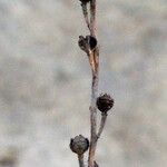 Triglochin bulbosa Fruit