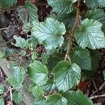 Rubus rolfei Blad