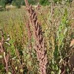 Amaranthus hybridus 花