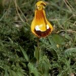 Calceolaria uniflora Характер