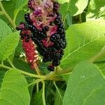 Phytolacca acinosaVirág