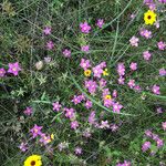 Sabatia campestris موطن