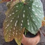 Begonia aconitifolia ᱥᱟᱠᱟᱢ
