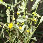Piriqueta cistoides Λουλούδι
