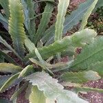 Disocactus phyllanthoides Blatt