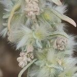 Krascheninnikovia ceratoides Çiçek