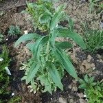 Epilobium parviflorumFoglia