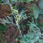 Cuscuta campestris Habit