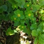Hacquetia epipactis Flor