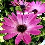 Osteospermum ecklonis Blomma