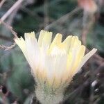 Andryala integrifolia Flower