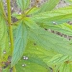 Verbena hastata Blatt