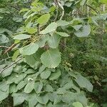 Populus grandidentata Folha