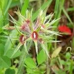 Trifolium stellatum 花