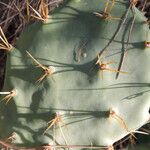 Opuntia dillenii Leaf