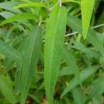 Salvia leucantha Levél