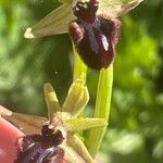 Ophrys sphegodes Květ